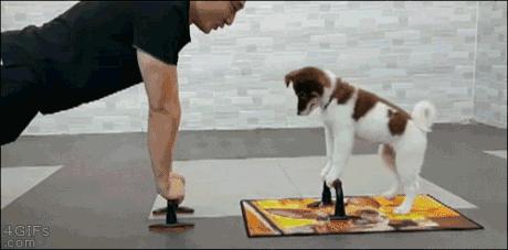 狗年已近尾声,送你50个狗歇后语,太逗了!笑的我肚子疼