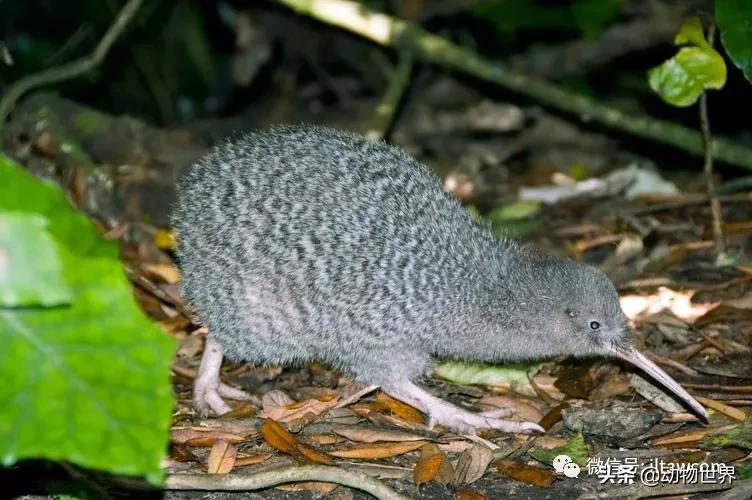 奇异鸟的样子,奇异鸟在哪里