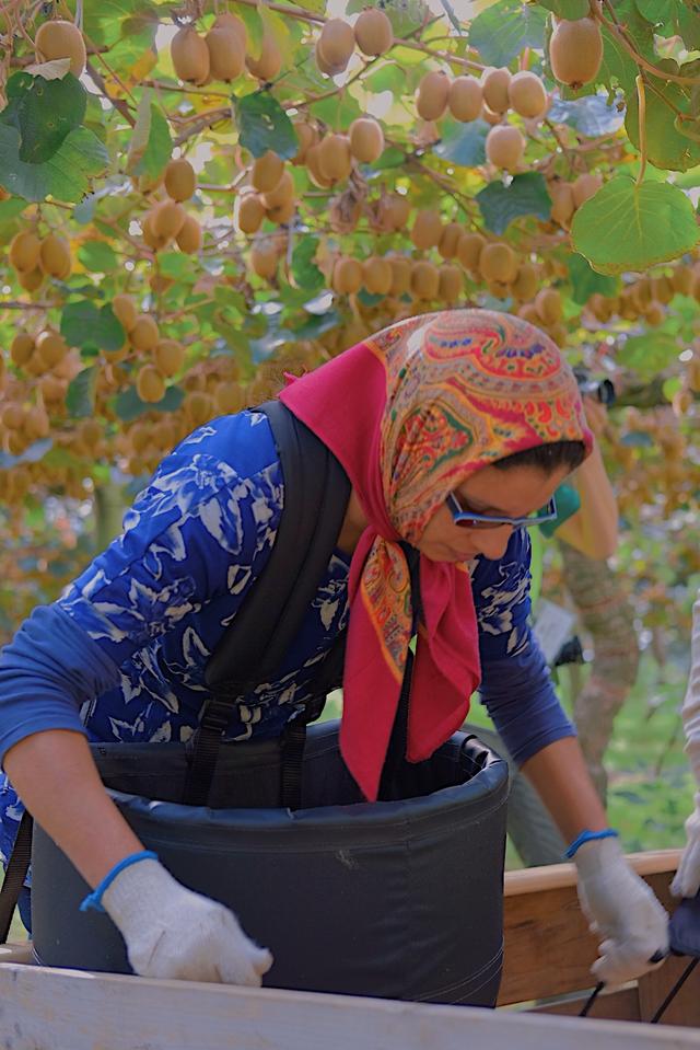 原产于中国乳名鹅莓的土货，被新西兰的土壤孕育成了国际巨星