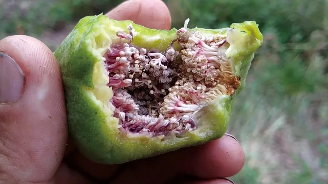 无花果真的不开花就长果实吗,无花果是真的没有开花就结果吗