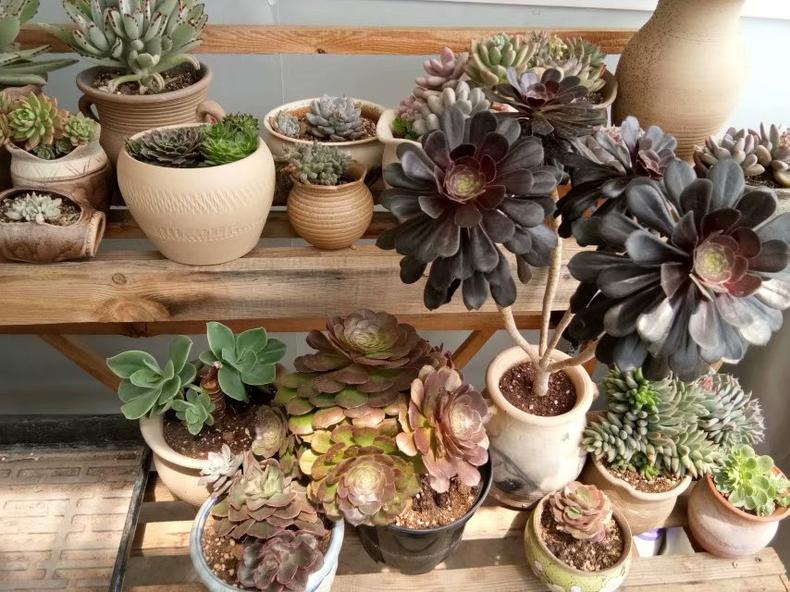 春天多肉怎么打理才好看,多肉一个月不见太阳会怎样