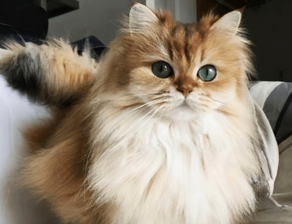 母猫尿血拉稀,母猫尿血一阵一阵的