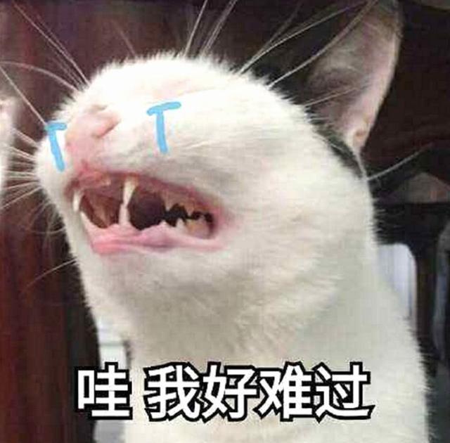 猫咪绝育注意事项及护理,猫咪绝育的注意事项