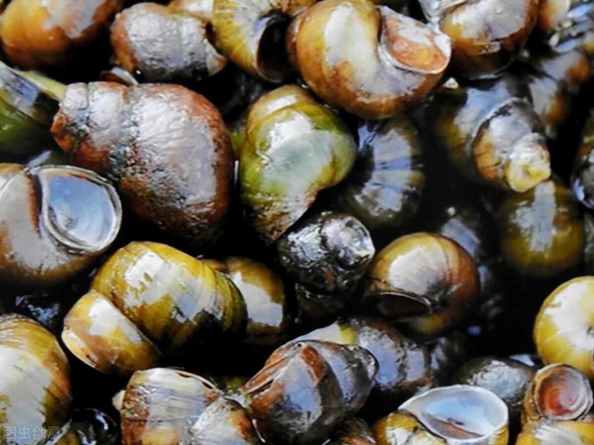 洗田螺的时候水溅眼里了,小田螺怎么吐泥沙最快最干净