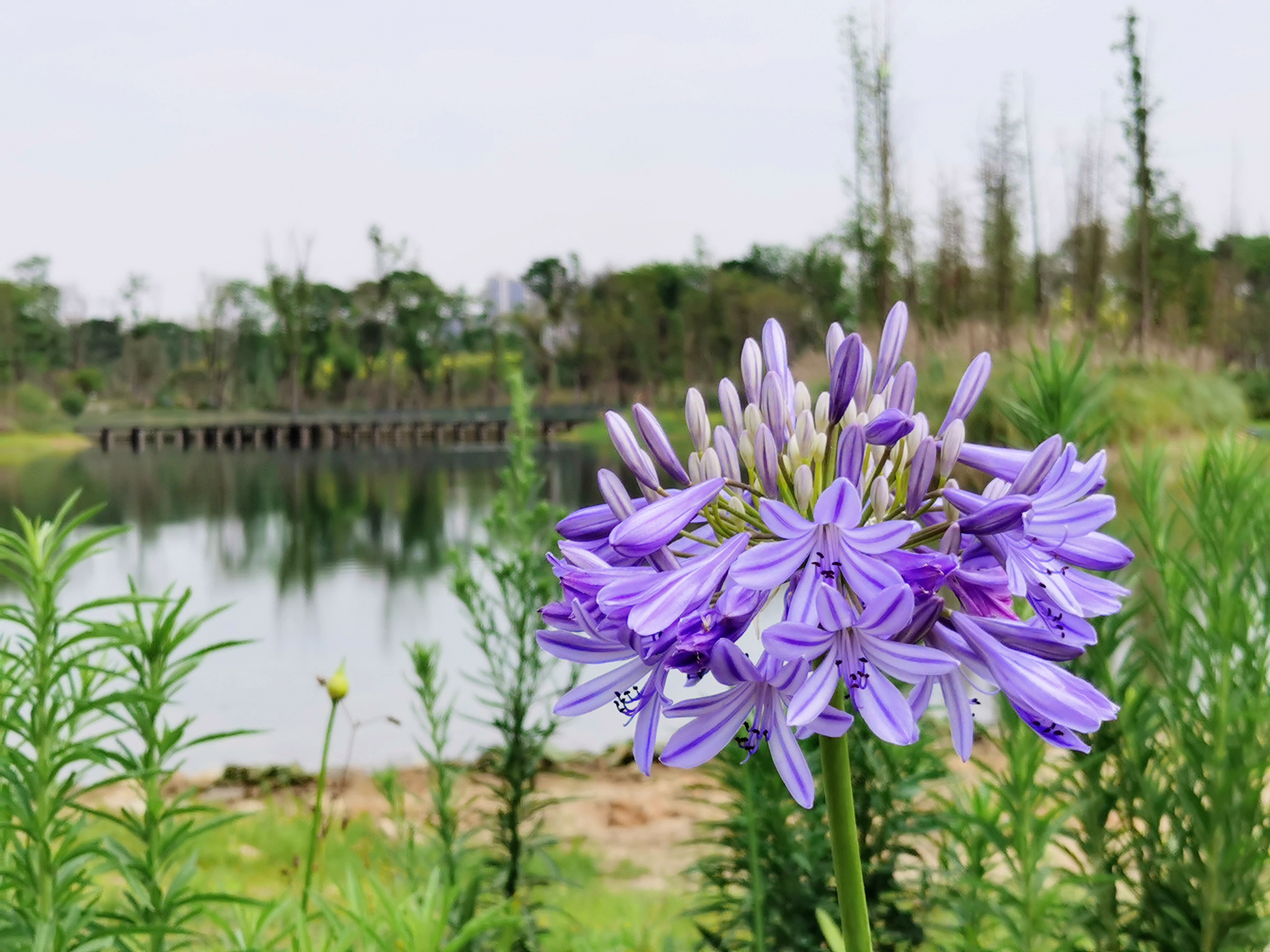 荣耀play4pro麒麟9905g信号怎么样,荣耀play4pro是麒麟9905g吗