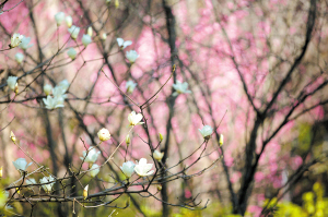 昆明各大公园7月份的美景,昆明各大公园关闭通知