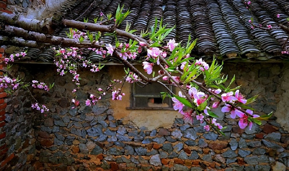 粉墙斜露杏花梢意思,粉墙斜露杏花梢