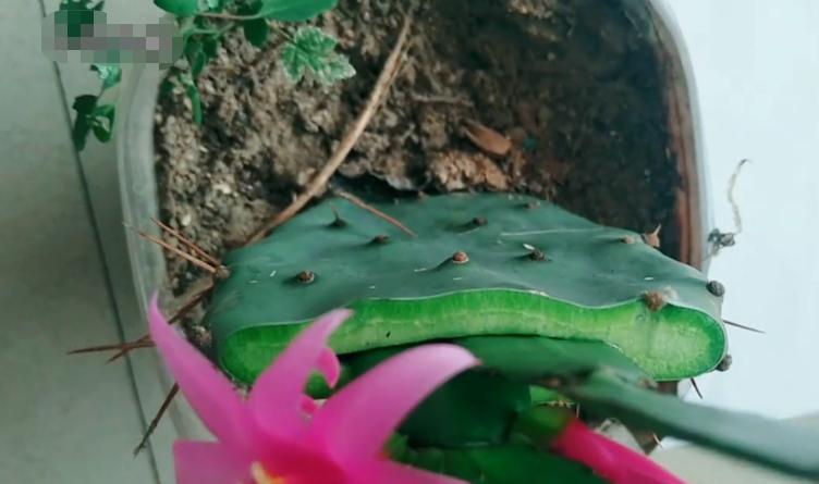 假昙花不嫁接也能长得很好,假昙花用什么嫁接好