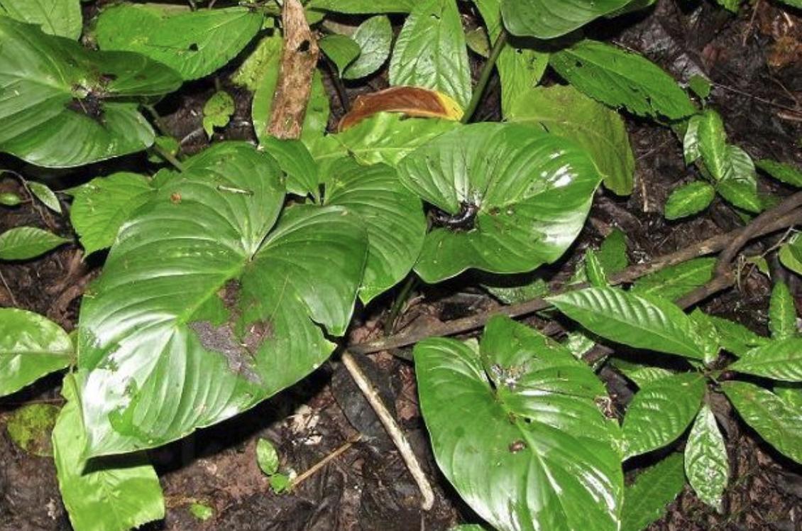 1种“杂草”，生于山坡下，以往叫它“千年健”，根茎值钱、珍贵