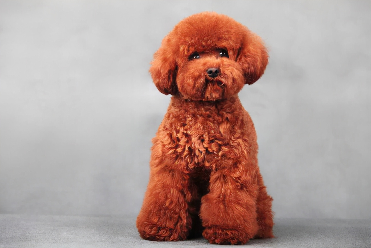 怎么养泰迪才会养得非常好,养泰迪的正确方法和注意事项