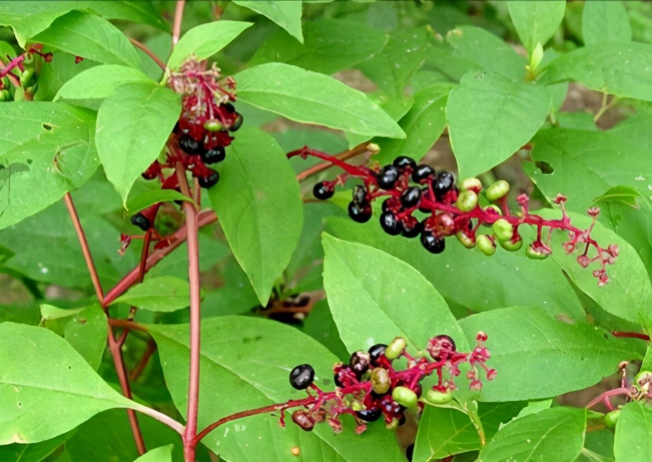 鎶氫粖蹇嗘様,灏忔椂鍊欏悆鐨勯浂椋熺殑鍥炲繂
