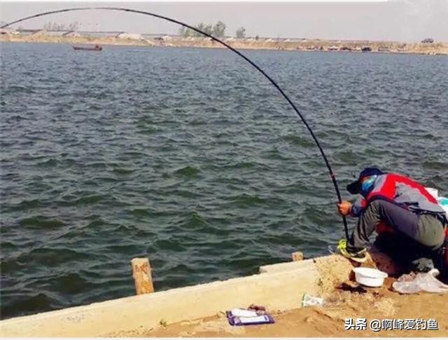 钓鲢鳙时只有小动作该怎么调整,垂钓鲢鳙的技巧视频