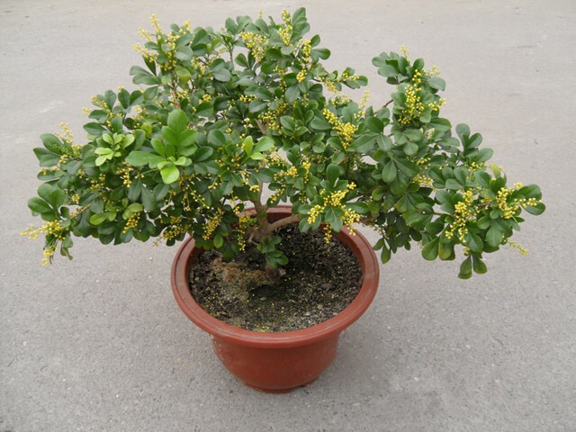 淘米水浇米兰多久浇一次,米兰能用淘米水浇吗