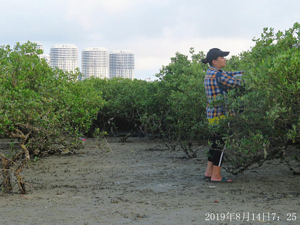痛心!北海红树林不设防,任你踩任你挖