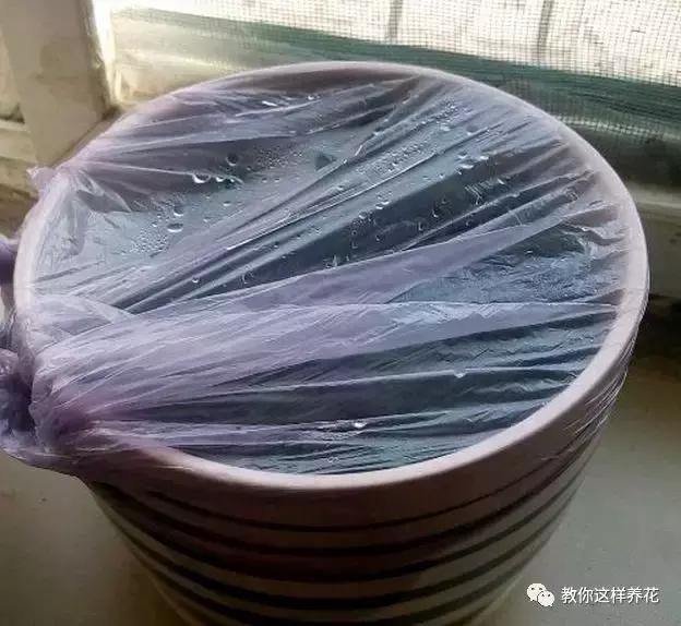 金鱼吊兰怎么养长得快一点,金鱼吊兰怎么养才能快速长出来