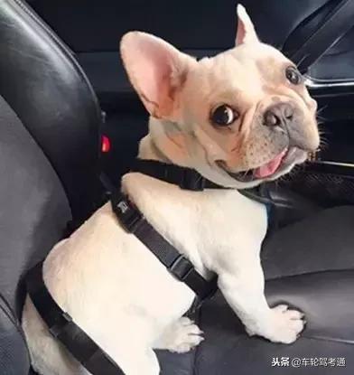 宠物狗托运到家要注意什么,狗狗出行乘坐交通工具注意事项