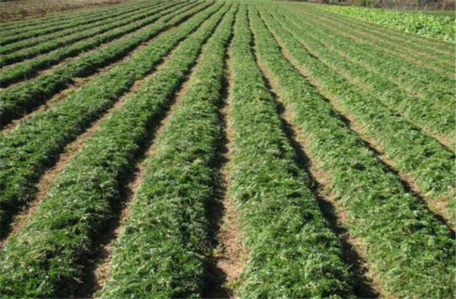 玛咖种子怎样种植,人工种植的玛卡