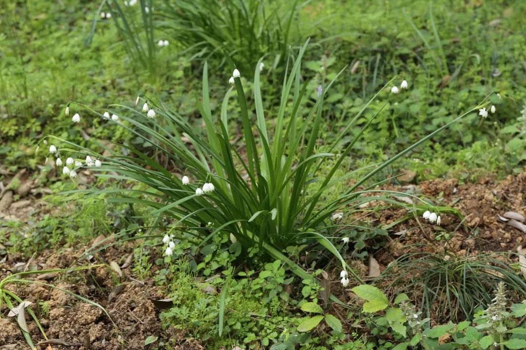 石蒜属常见观赏植物有哪些品种,石蒜科花朵的特点