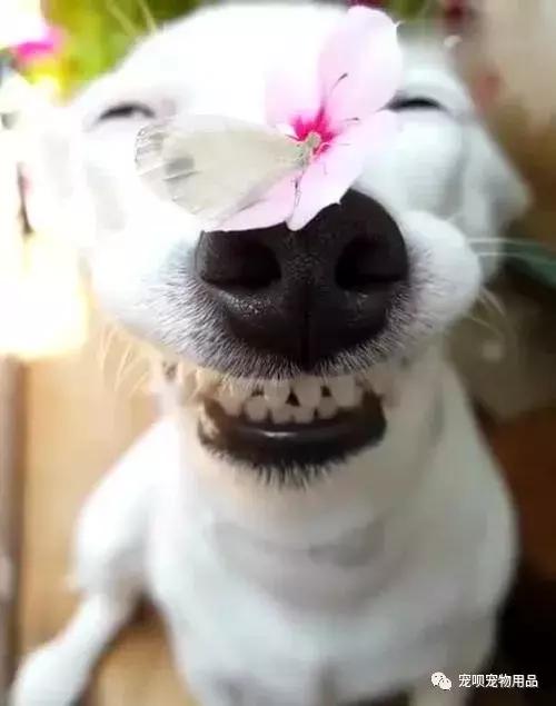 狗狗的嗅觉好不好怎么看,怎么通过狗狗的鼻子判断狗狗生病