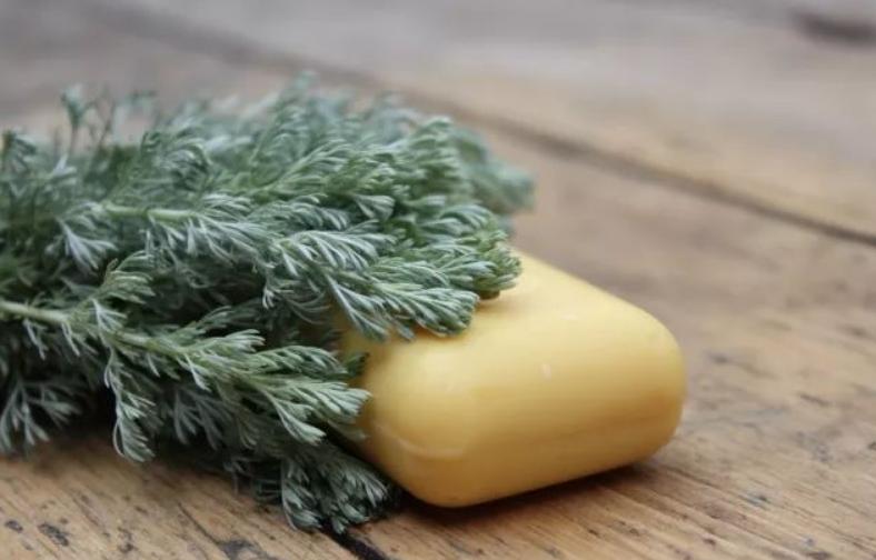 五月端午的艾叶有什么作用,端午前的艾叶与秋后的艾叶