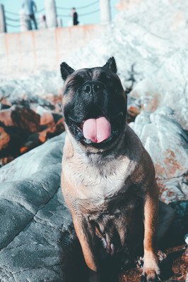 狗狗临盆注意事项