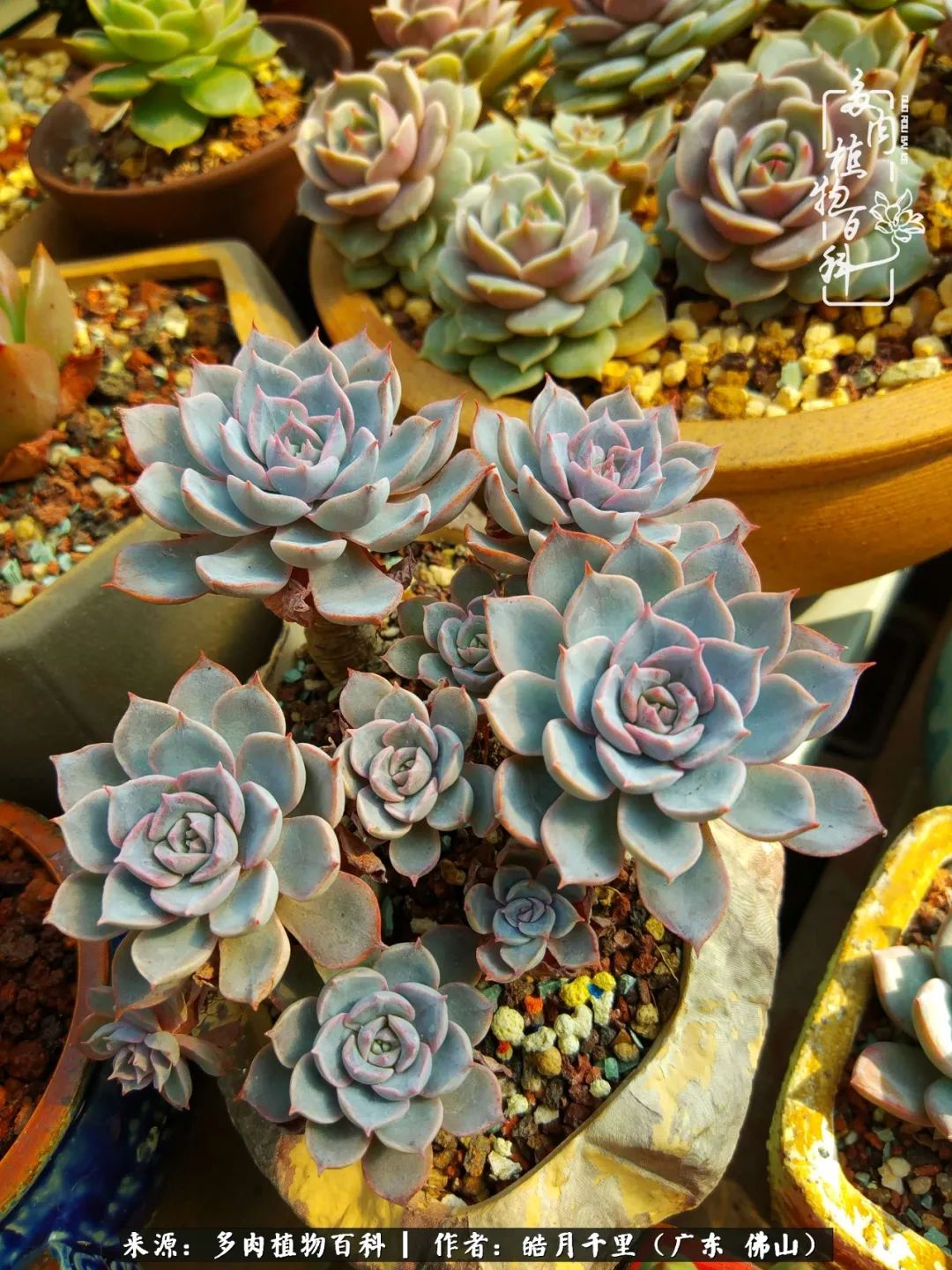 多肉娇气养不活多肉的10个秘密,养多肉是件很治愈的事情