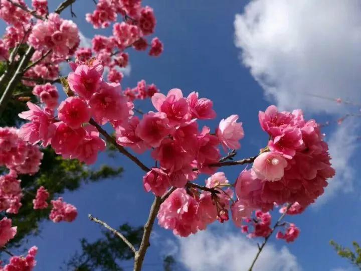 几月赏樱花最好,最美赏樱攻略大全