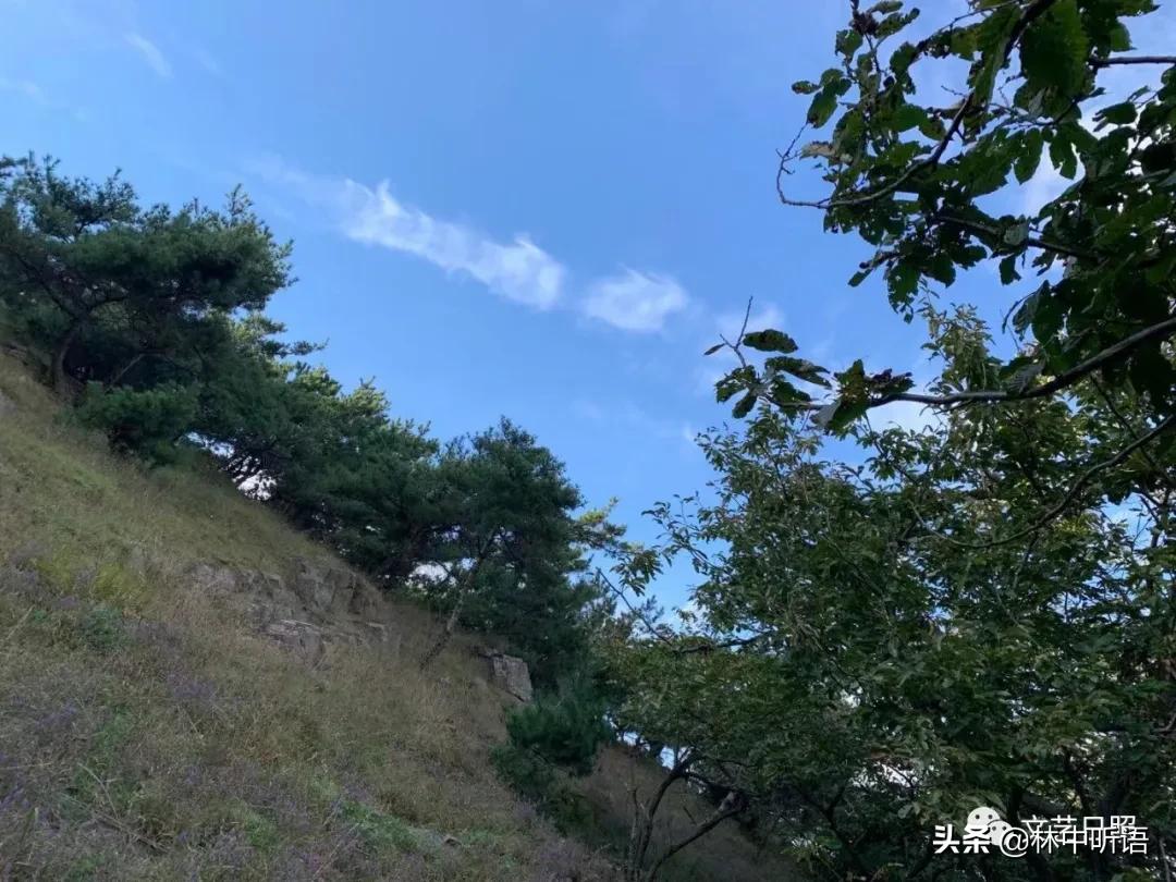 五莲县灵公山阴,“皮胡骚”!还发现了?