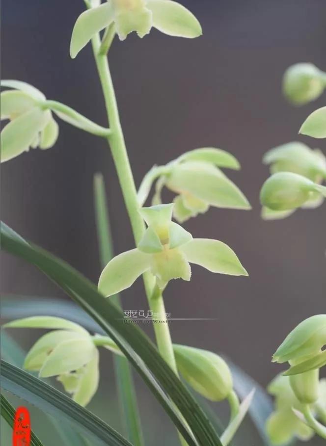 蕙兰素心图片大全欣赏,蕙兰荷形素心图片