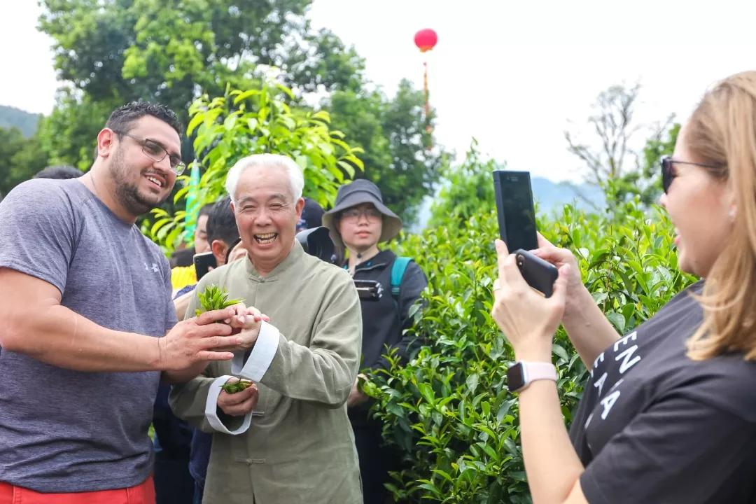 探访福建铁观音茶叶,安溪铁观音传承茶文化价格