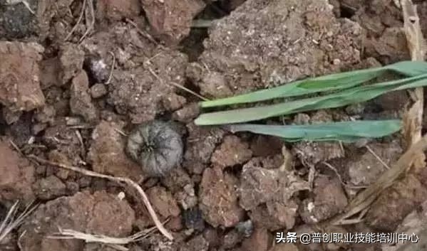 种菜防治病虫害最简单方法,种菜病虫害图片大全