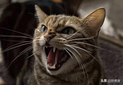 猫咪的日常护理知识,猫咪的日常生活