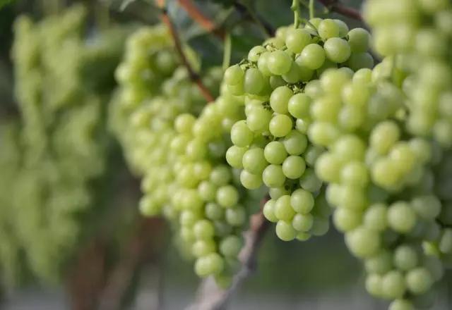 李子柒令人向往的世外桃源生活,李子柒记录的简单淳朴的田园生活