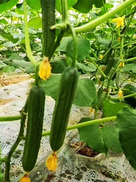 长沙周边旅游自由行攻略一日游,长沙周边景点一日游旅游团