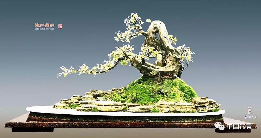 陈文图老师,陈文图盆景欣赏