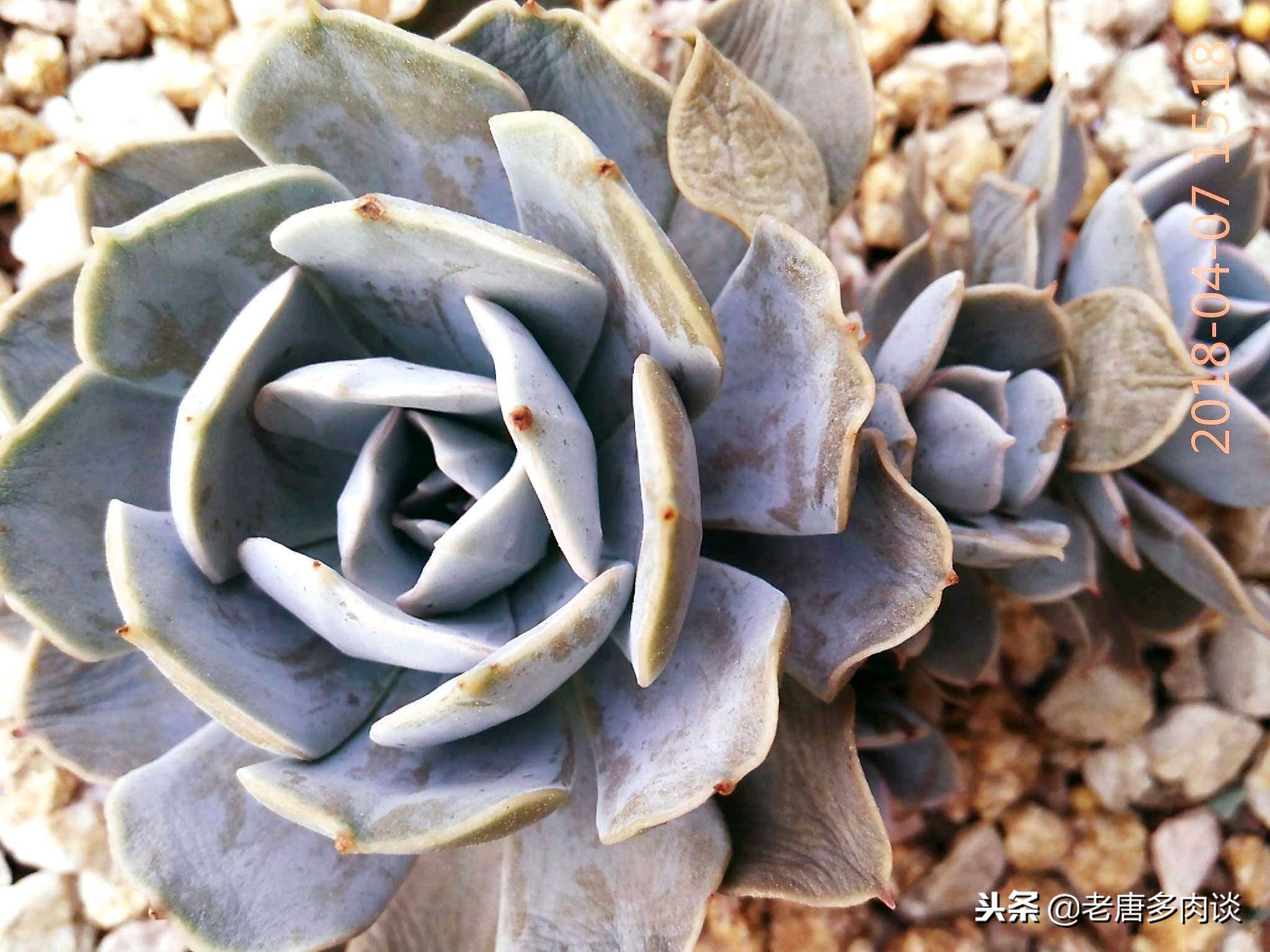 多肉植物为什么会烂,多肉植物为啥越养杆子越细