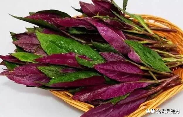 宜宾吃血皮菜中毒,儿童吃血皮菜炒猪肝