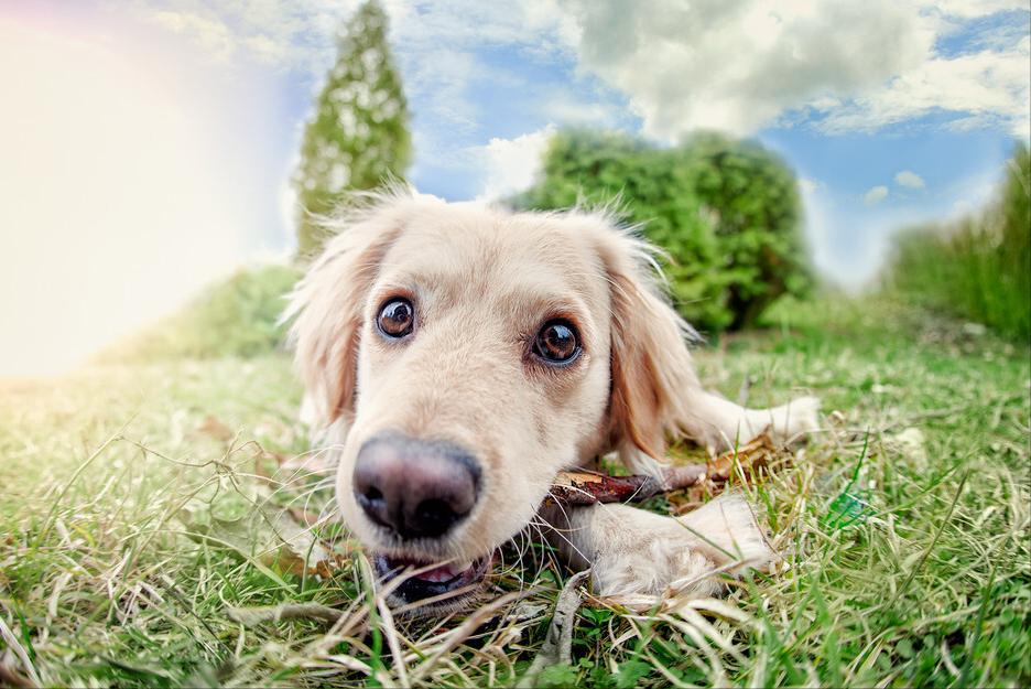 建议老年犬吃这些食物对身体好,老年犬需要补充什么营养