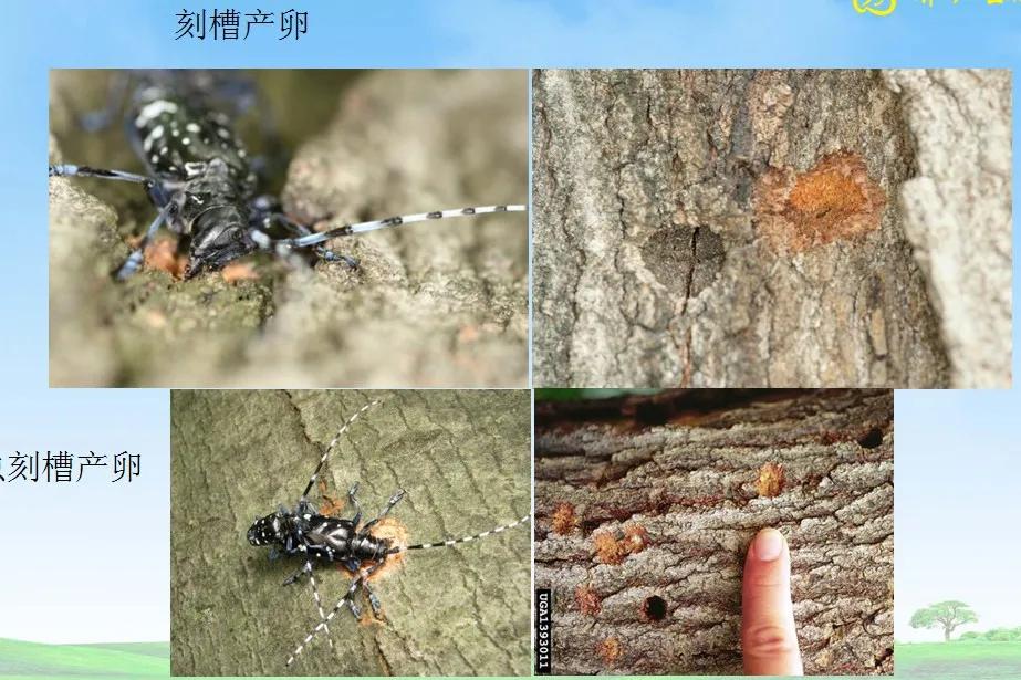 天牛基础知识,天牛简单总结