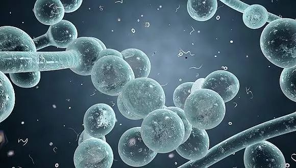 关于EGC身为铲屎官的你知多少?各种皮肤病都可能是EGC!