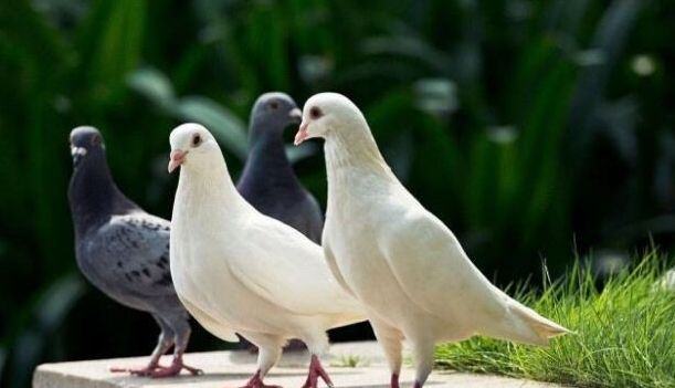 鸽子眼睛变黄,鸽子眼睛褪色是什么病如何治疗