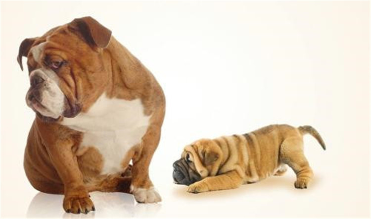 狗妈妈生孩子了该怎么办,狗妈妈生不出来怎么办