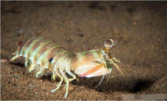 皮皮虾为什么无法养殖,皮皮虾为什么没有养殖的