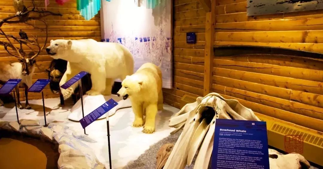 去育空，寻找这个世界的终极