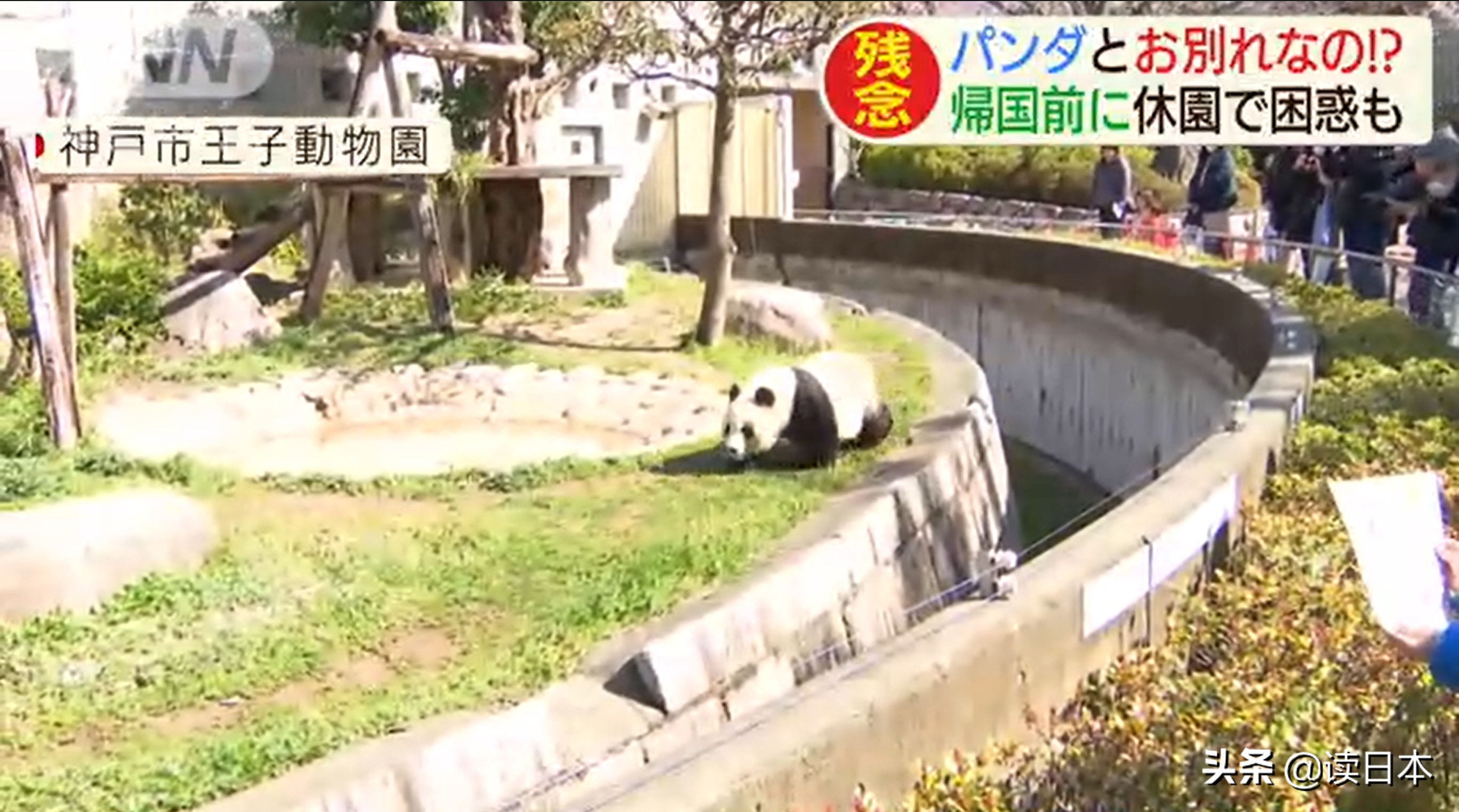 日本的顶级流量担当者大熊猫！日本人的熊猫情结疯狂到你想不到