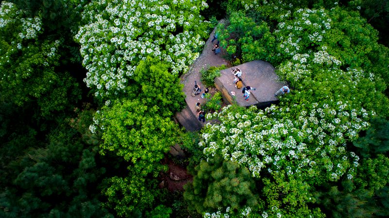 隐世原乡,又见桐花开。