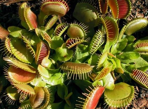 家里盆栽有飞虫怎么弄,盆栽泥土有飞虫怎么处理