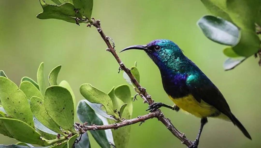 世间稀有的白色长颈鹿母子，在非洲被残忍猎杀，发现时只剩骨骼