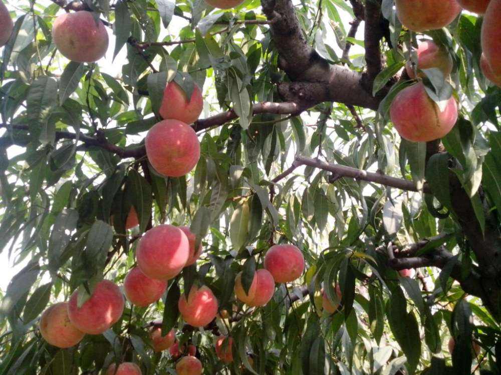 桃子得了穿孔病怎么治,桃子穿孔病要用什么农药来治