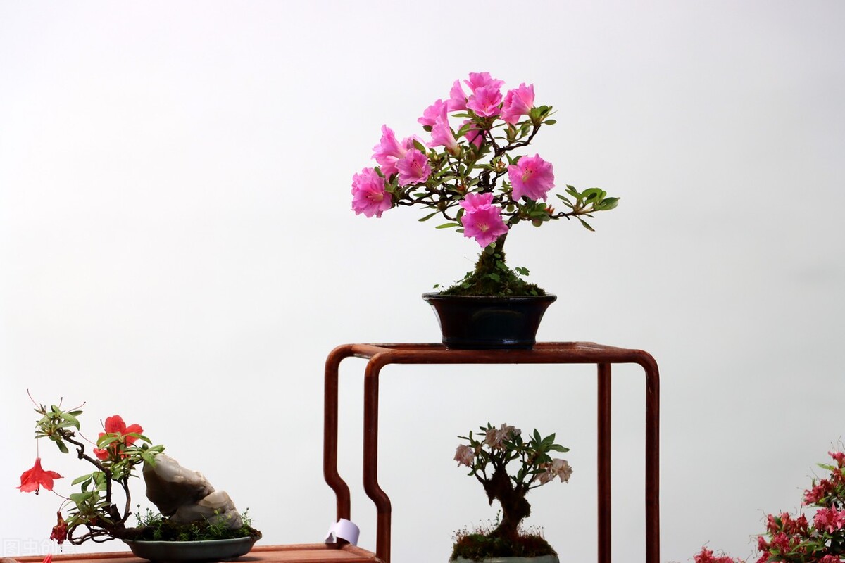 映山红与子归，杜鹃啼血，子归哀鸣